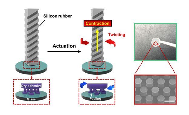 The structure and operation of the soft robotic device with dry adhesive.