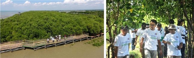 Plantation (photographed in July 2022); P.T. JCB International Indonesia employees visiting the forest