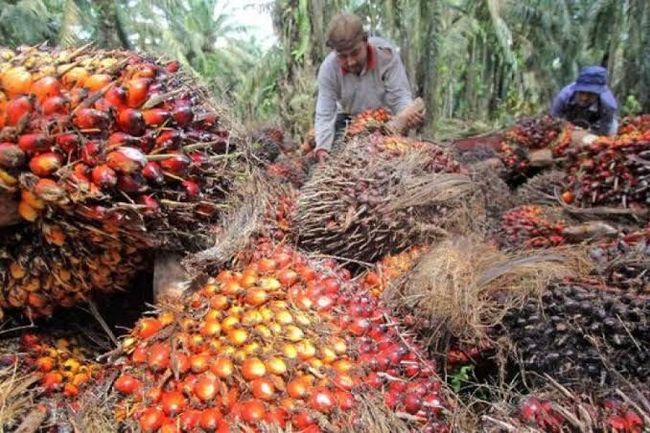 Enhancing Palm Oil Competitiveness through ISPO: Scenarios and Recommendations