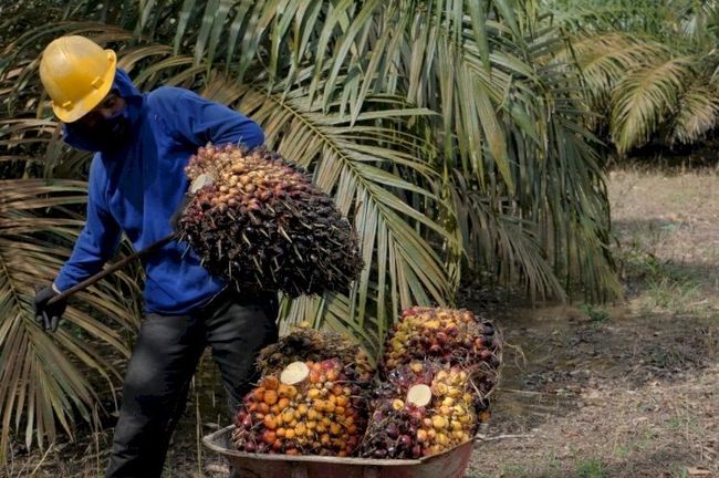 Transforming the Indonesian Palm Oil Industry: Insights from Starbucks' Traceability Journey