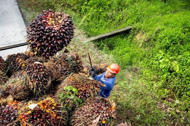 Transforming the Indonesian Palm Oil Industry: Insights from Starbucks' Traceability Journey