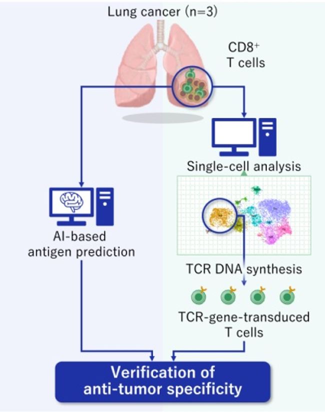 Aichi Cancer Center and NEC Develop an Efficient Method for Identifying Lung Cancer Antigens and Antigen-Specific T Cells
