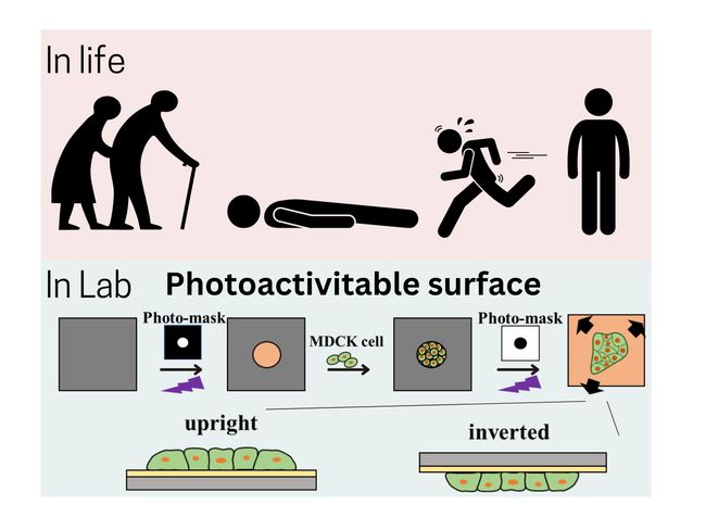 Face-down: Gravity's effects on cell movement