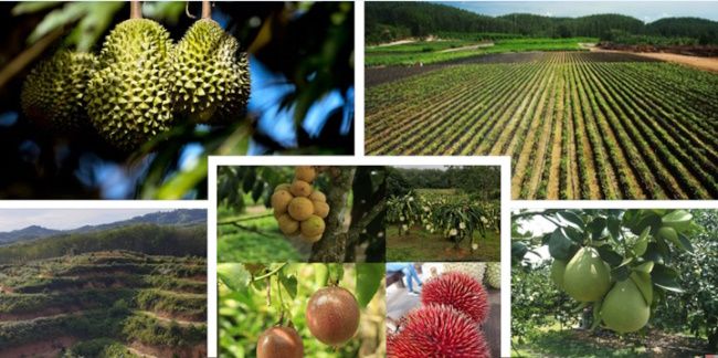 天韵国际与马来西亚热带水果生产商达成战略协议